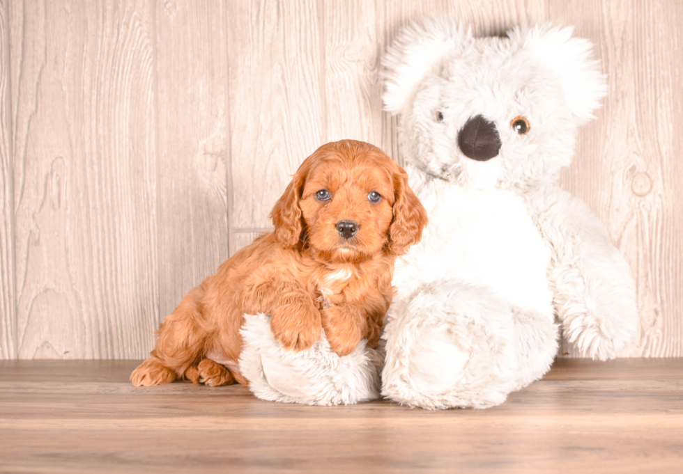 Cute Cavapoo Poodle Mix Pup