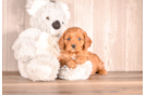Cavapoo Pup Being Cute