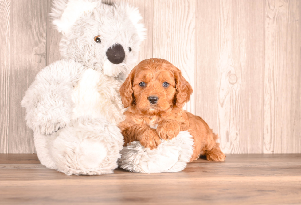 Cavapoo Pup Being Cute