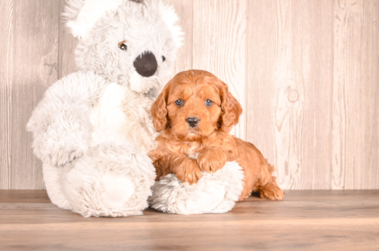 Cavapoo Pup Being Cute