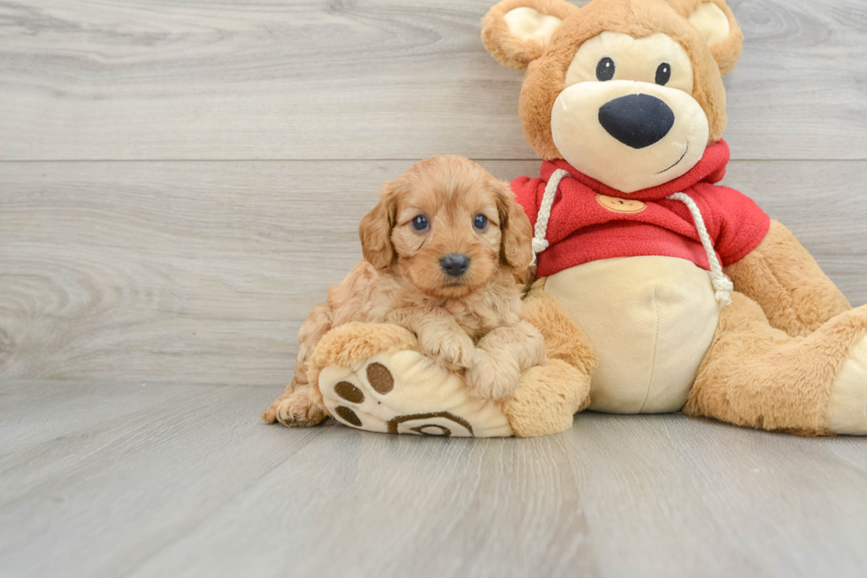 Cavapoo Puppy for Adoption