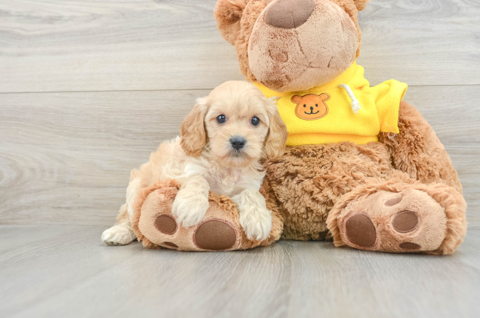 7 week old Cavapoo Puppy For Sale - Simply Southern Pups