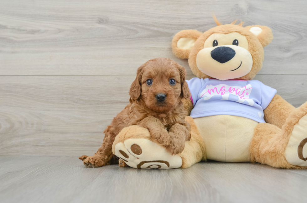 6 week old Cavapoo Puppy For Sale - Simply Southern Pups