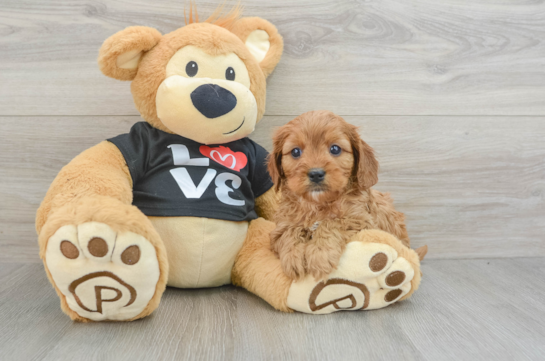 Energetic Cavoodle Poodle Mix Puppy