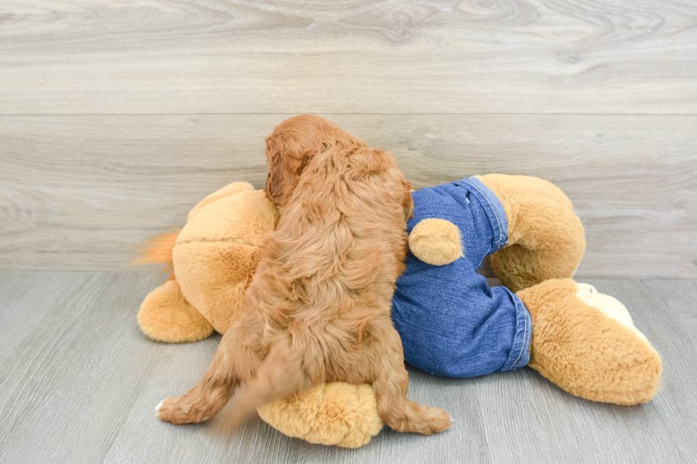 Best Cavapoo Baby