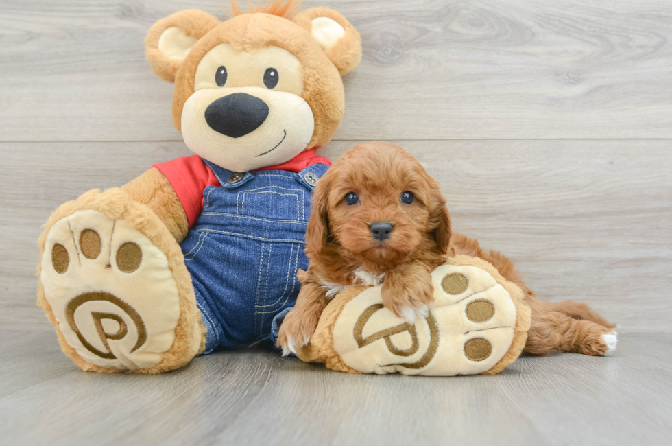 6 week old Cavapoo Puppy For Sale - Simply Southern Pups