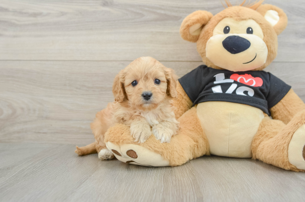 7 week old Cavapoo Puppy For Sale - Simply Southern Pups