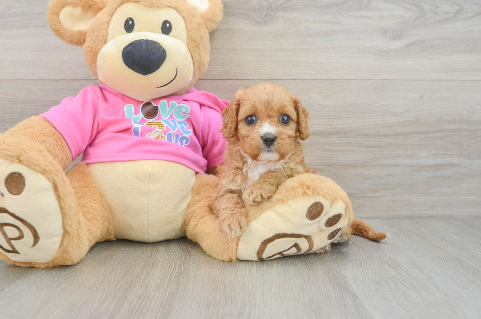 6 week old Cavapoo Puppy For Sale - Simply Southern Pups