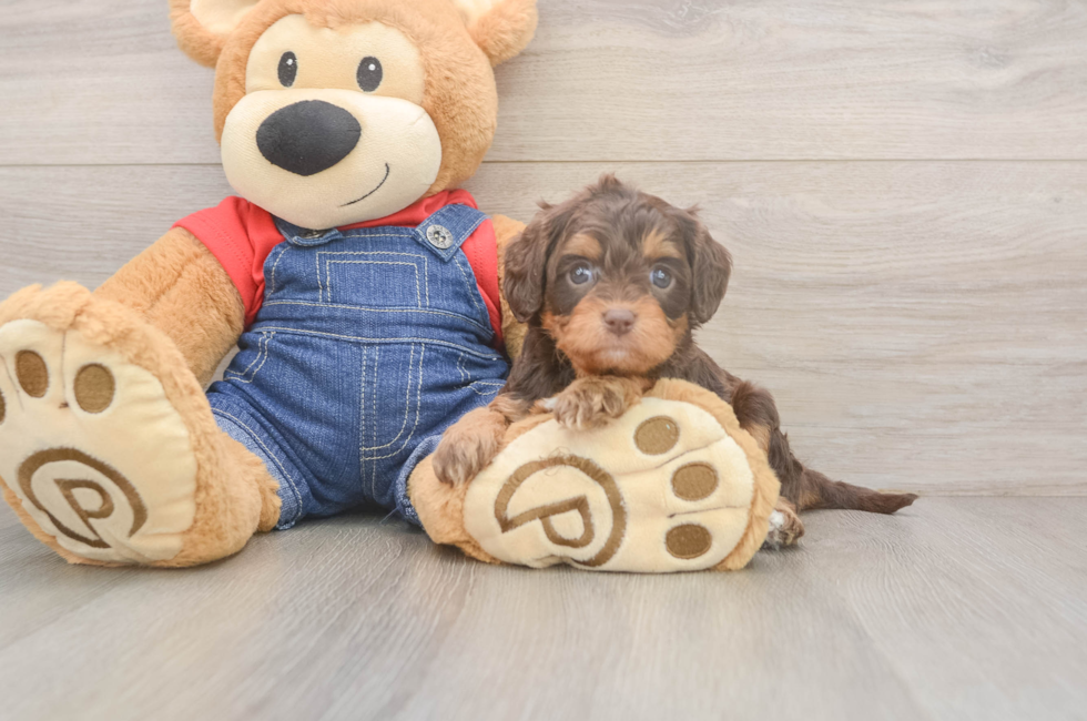 5 week old Cavapoo Puppy For Sale - Simply Southern Pups
