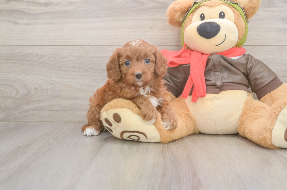 5 week old Cavapoo Puppy For Sale - Simply Southern Pups