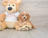 8 week old Cavapoo Puppy For Sale - Simply Southern Pups