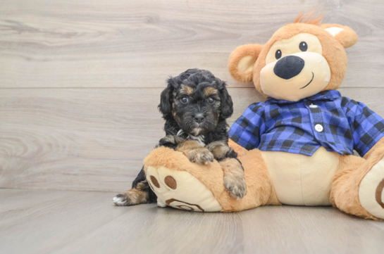 Hypoallergenic Cavadoodle Poodle Mix Puppy