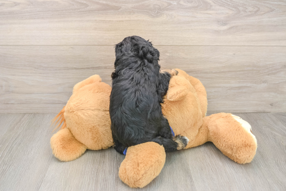 Cavapoo Puppy for Adoption