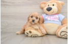 Hypoallergenic Cavadoodle Poodle Mix Puppy