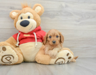 8 week old Cavapoo Puppy For Sale - Simply Southern Pups