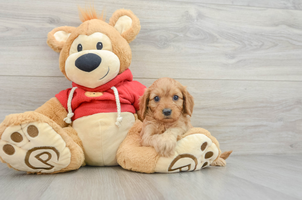 6 week old Cavapoo Puppy For Sale - Simply Southern Pups