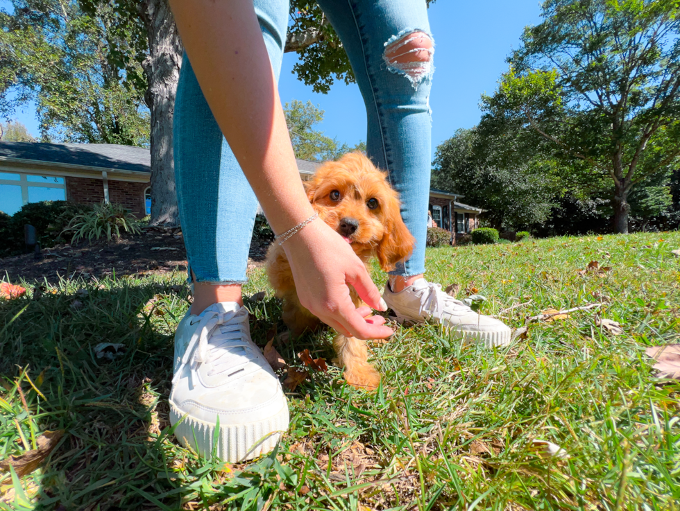 Cute Cavalier King Charles Spaniel and Poodle Mix Poodle Mix Puppy