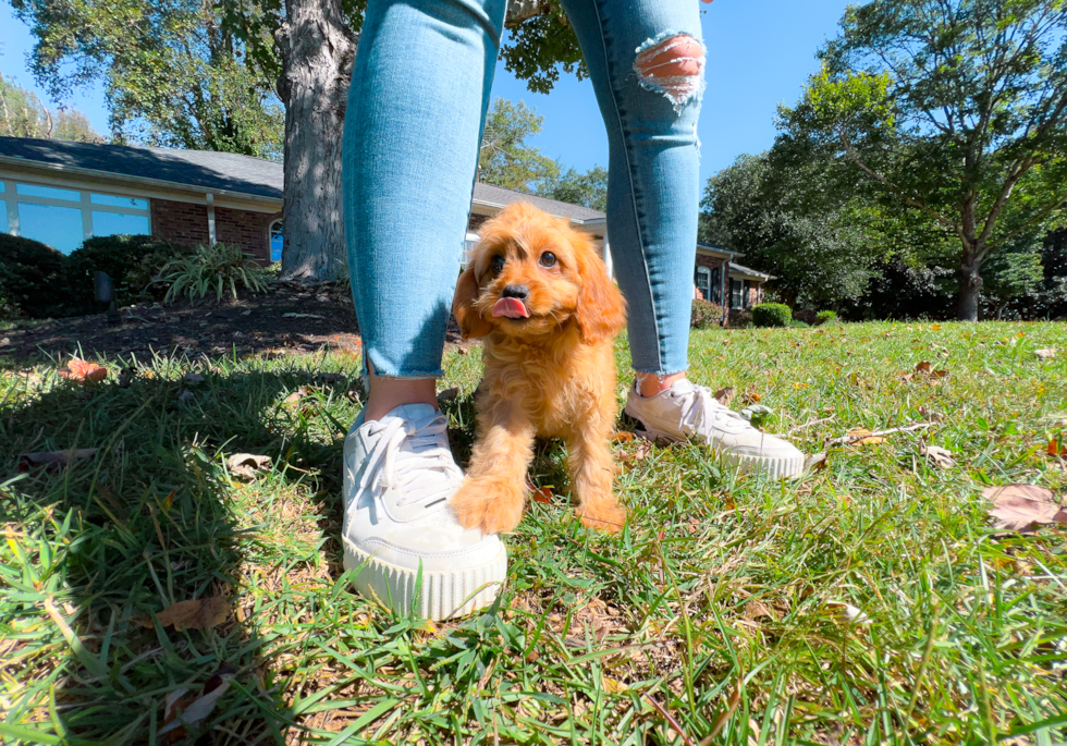 Cute Cavapoo Baby