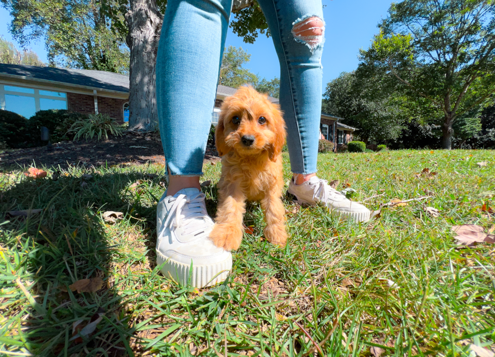 Cute Cavapoo Poodle Mix Pup