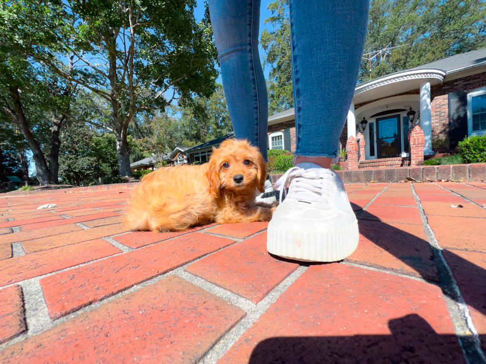 Cute Cavapoo Baby