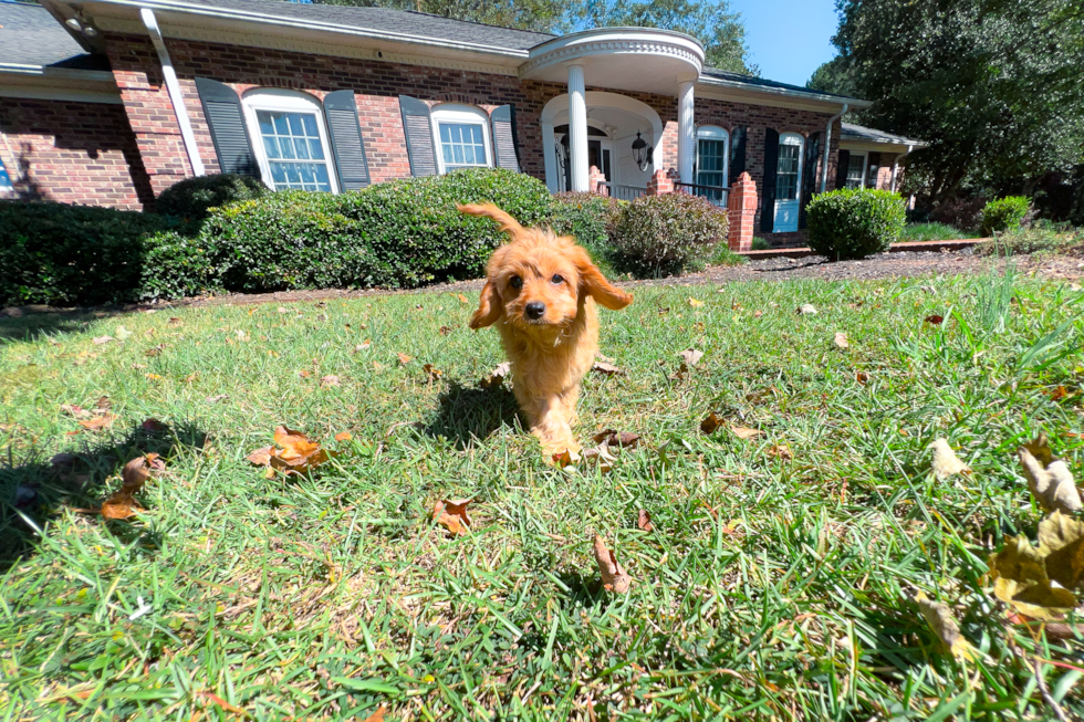 Cute Cavadoodle Poodle Mix Puppy