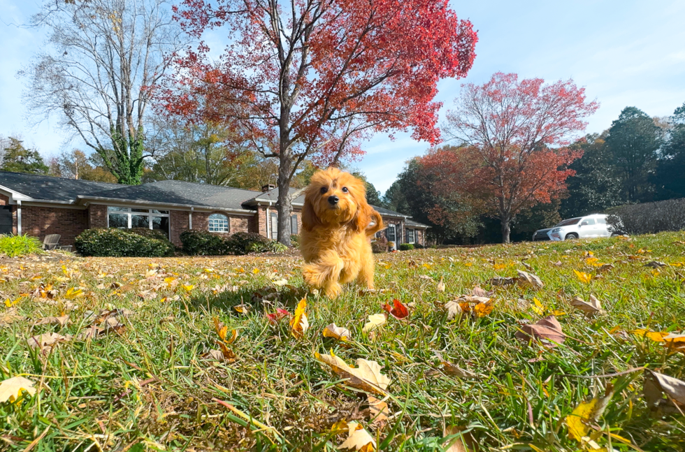 Cute Cavadoodle Poodle Mix Puppy