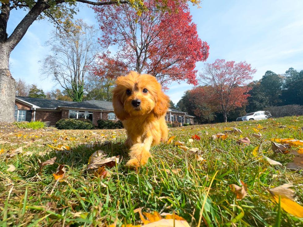 Best Cavapoo Baby