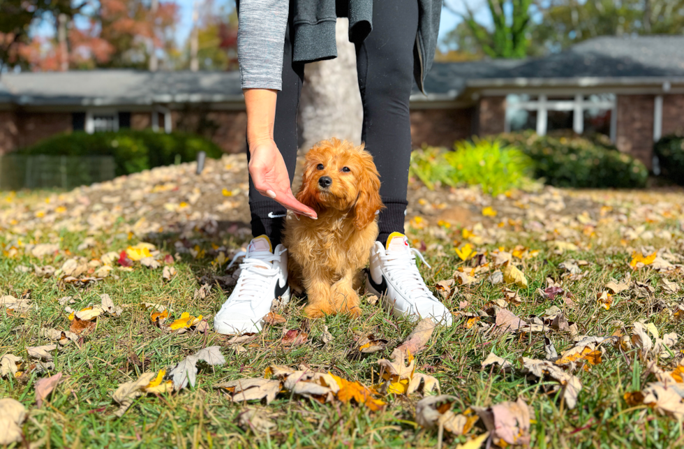 Best Cavapoo Baby