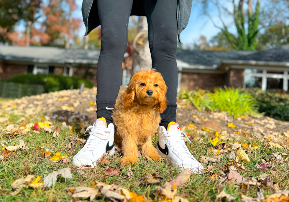 Cute Cavapoodle Poodle Mix Puppy