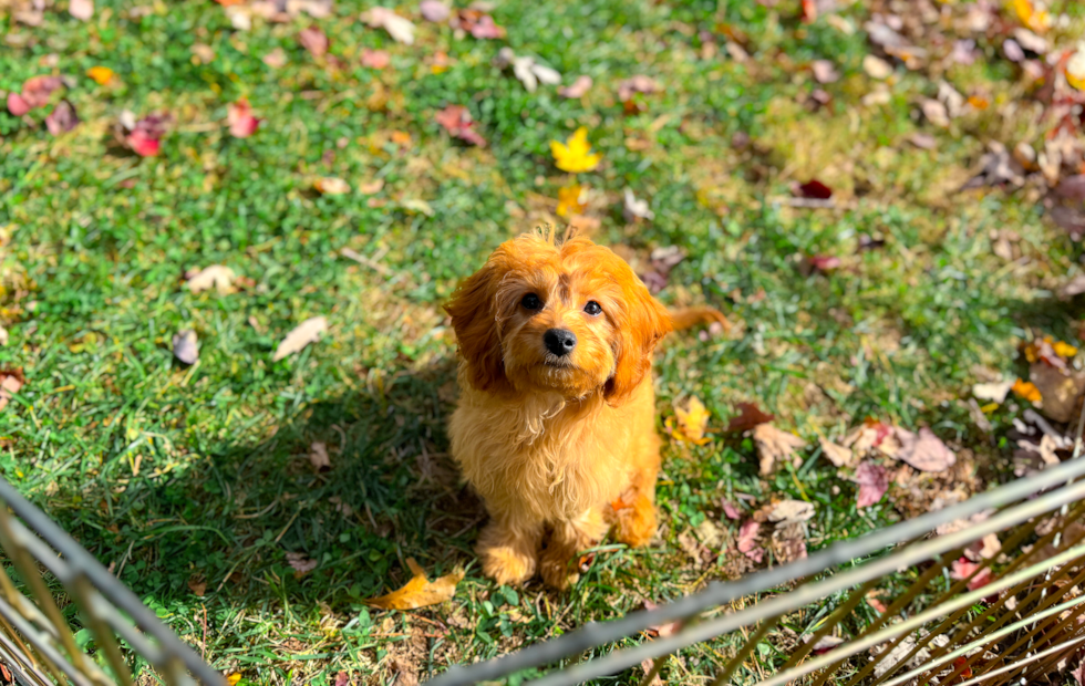 Cute Cavoodle Poodle Mix Puppy