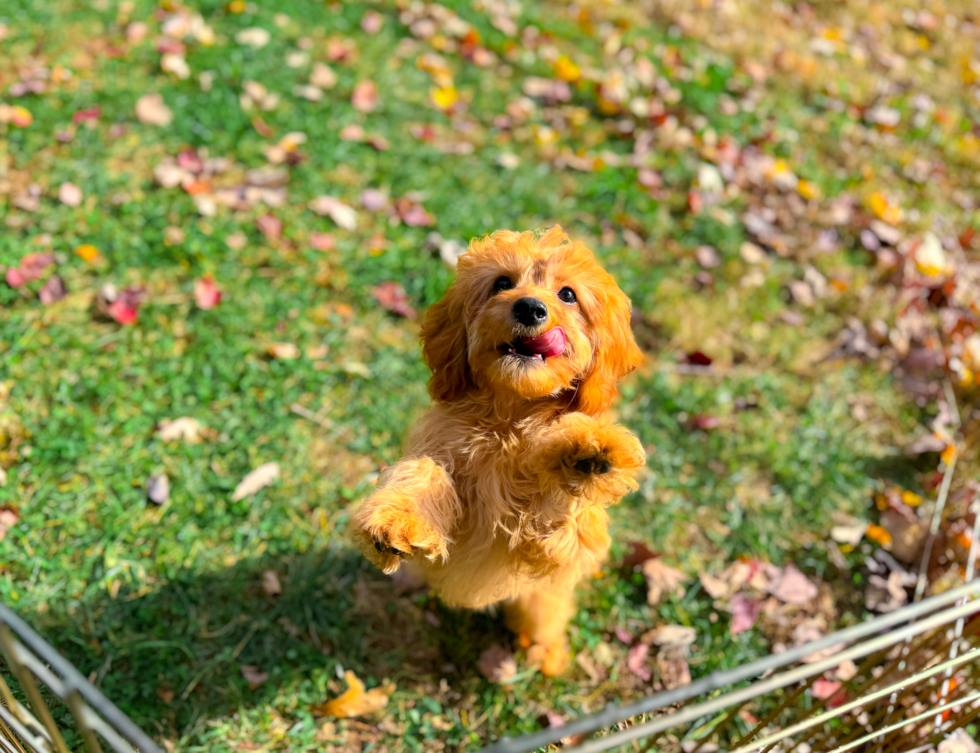 Cavapoo Pup Being Cute