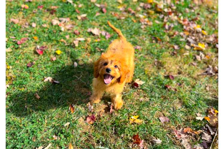 Cavapoo Puppy for Adoption