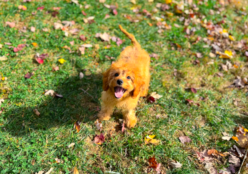 Cavapoo Puppy for Adoption