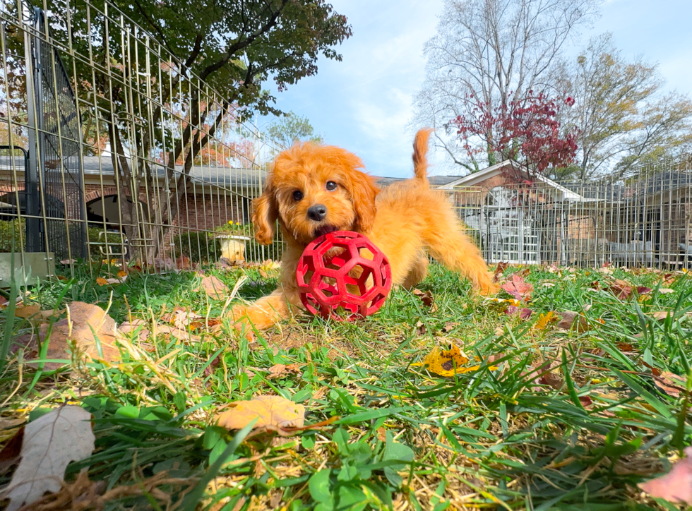 Best Cavapoo Baby