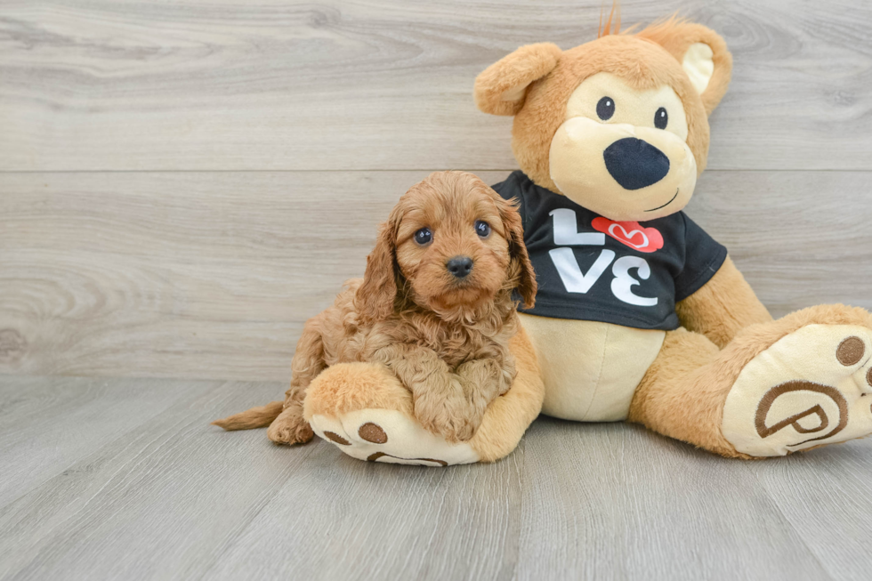 Adorable Cavalier King Charles Spaniel and Poodle Mix Poodle Mix Puppy