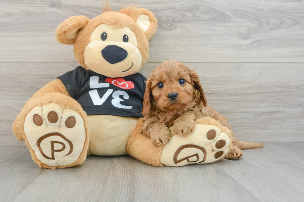 Energetic Cavoodle Poodle Mix Puppy