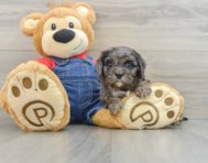 8 week old Cavapoo Puppy For Sale - Simply Southern Pups