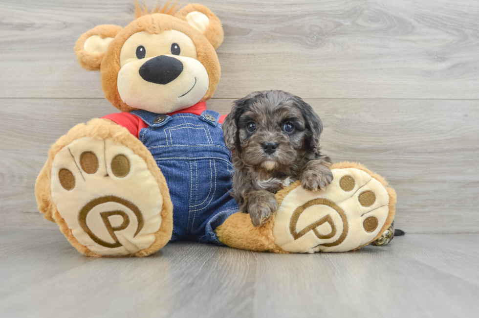 6 week old Cavapoo Puppy For Sale - Simply Southern Pups