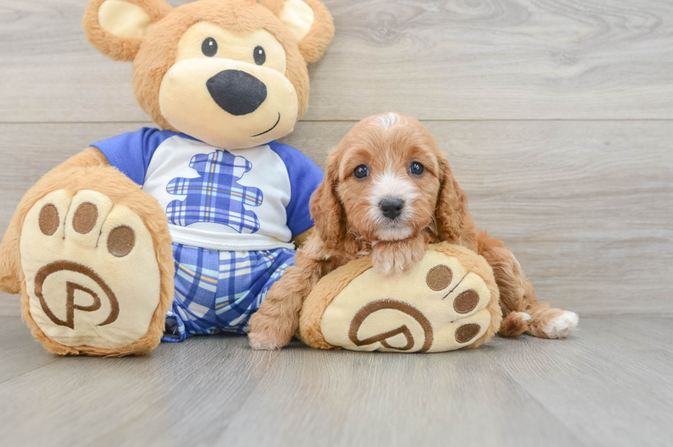 5 week old Cavapoo Puppy For Sale - Simply Southern Pups