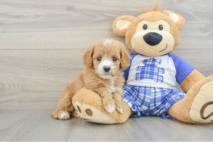 Funny Cavapoo Poodle Mix Pup