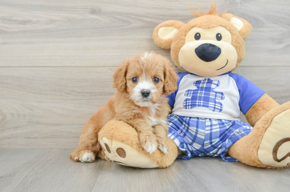 5 week old Cavapoo Puppy For Sale - Simply Southern Pups