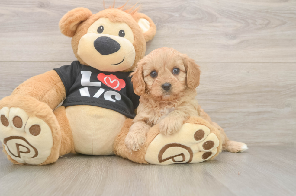 6 week old Cavapoo Puppy For Sale - Simply Southern Pups