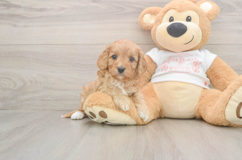 5 week old Cavapoo Puppy For Sale - Simply Southern Pups