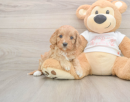 6 week old Cavapoo Puppy For Sale - Simply Southern Pups 6 week old Cavapoo Puppy For Sale - Simply Southern Pups