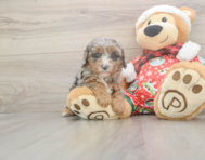 6 week old Cavapoo Puppy For Sale - Simply Southern Pups