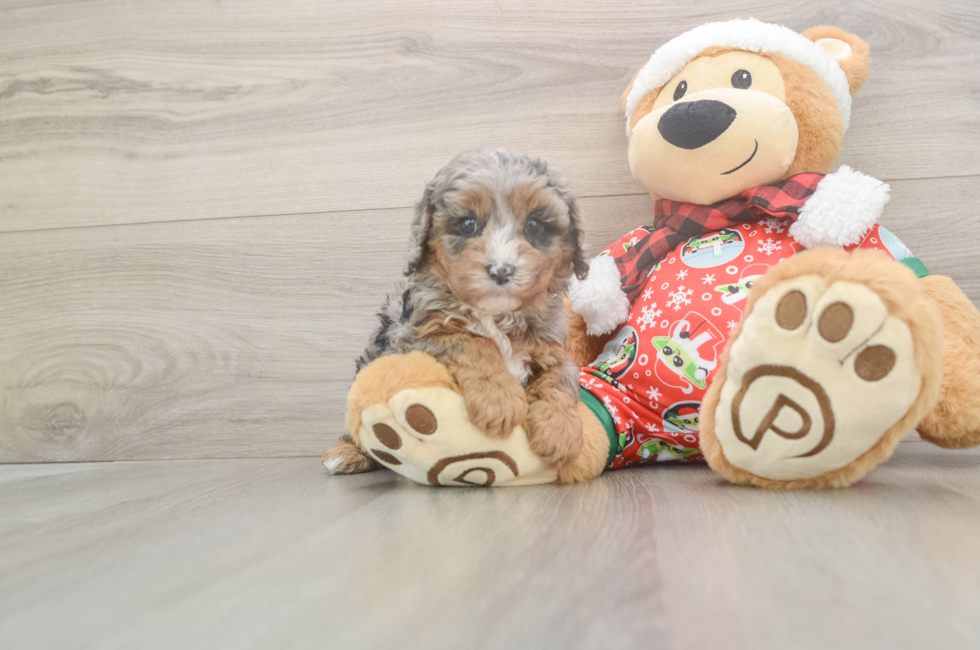 5 week old Cavapoo Puppy For Sale - Simply Southern Pups