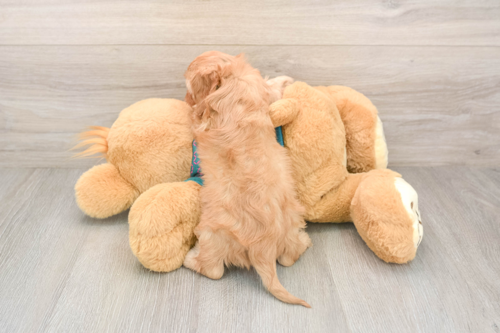 Cavapoo Puppy for Adoption