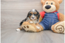 Best Cavapoo Baby