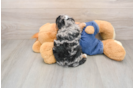 Petite Cavapoo Poodle Mix Pup