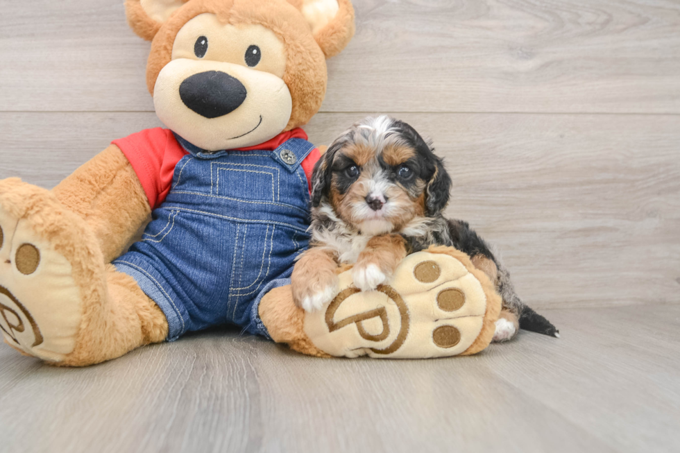 Best Cavapoo Baby